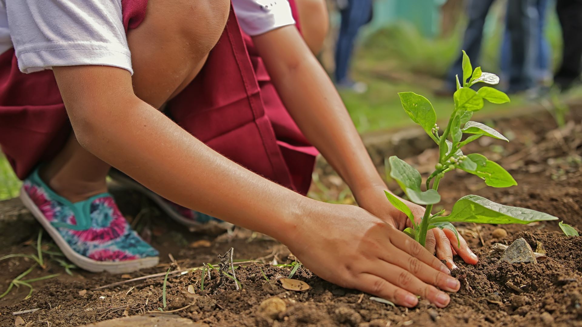 Plant a Tree with us! - Stoked&Woke Clothing