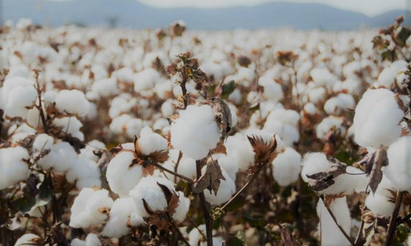 Organic Cotton VS Non Organic Cotton.. What's really the difference? - Stoked&Woke Clothing